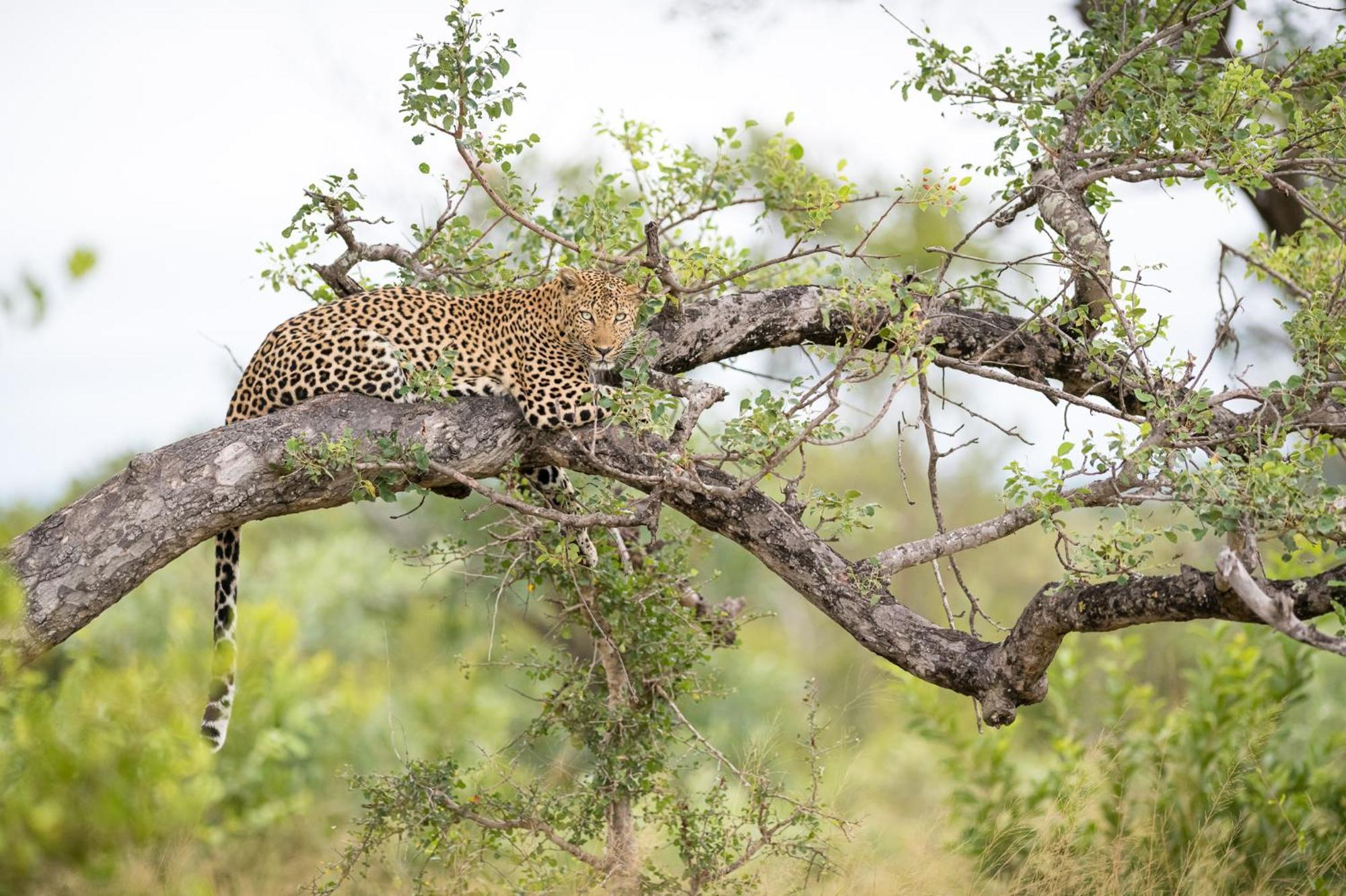 Serondella Safari Lodge Thornybush Game Reserve Exterior foto