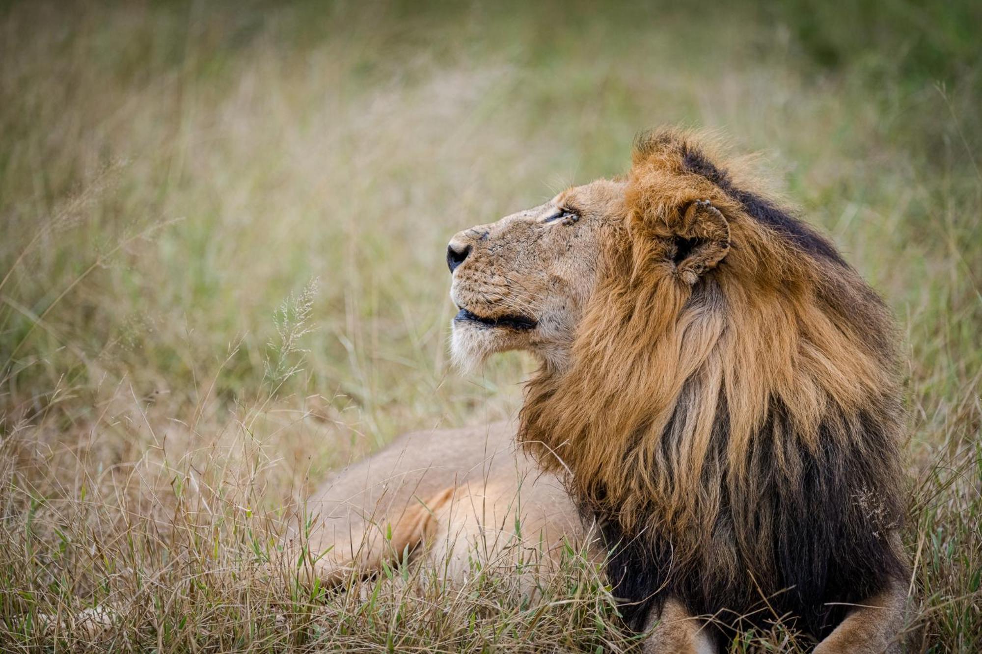 Serondella Safari Lodge Thornybush Game Reserve Exterior foto